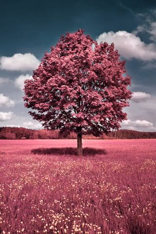 Tree Pink