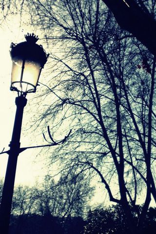 Light In The Park