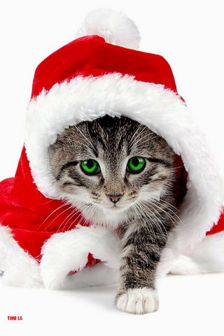 Christmas Cat By Toni Lg