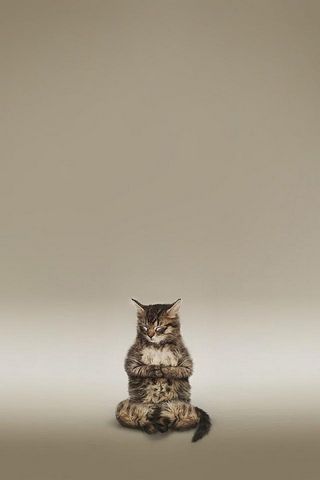 Meditation Cat Animal