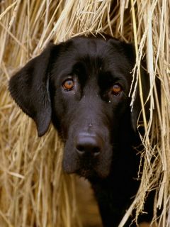 Tehhrt Wallpaper - Download to your mobile from PHONEKY