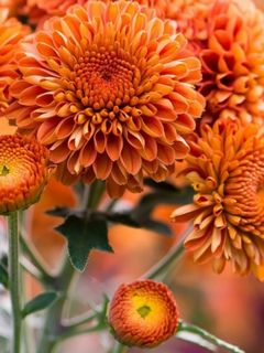 Orange Chrysanthemum Wallpaper - Download to your mobile from PHONEKY