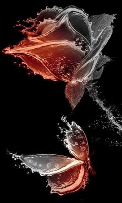Rose & Butterfly Wallpaper - Download to your mobile from PHONEKY