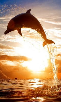 Dolphin Wallpaper - Download to your mobile from PHONEKY