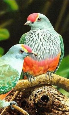 Bird Wallpaper - Download to your mobile from PHONEKY