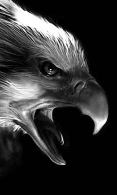 Poto Gambar Burung Rajawali : Burung Rajawali - Burung Elang | GambarBinatang.Com