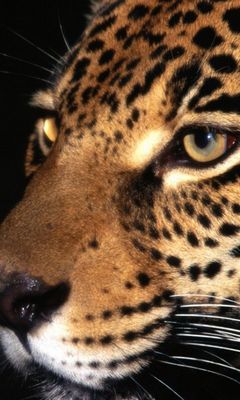 Leopard Wallpaper - Download to your mobile from PHONEKY