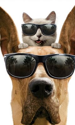 Chien Chat Fond D Ecran Telecharger Sur Votre Mobile Depuis Phoneky