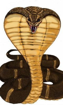 King Cobra Wallpaper - Download to your mobile from PHONEKY