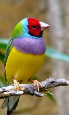 à¤° à¤ à¤¨ à¤ªà¤ à¤· à¤µ à¤²à¤ª à¤ªà¤° phoneky à¤¸ à¤à¤ªà¤¨ à¤® à¤¬ à¤à¤² à¤ªà¤° à¤¡ à¤à¤¨à¤² à¤¡ à¤à¤° à¤° à¤ à¤¨ à¤ªà¤ à¤· à¤µ à¤²à¤ª à¤ªà¤° phoneky à¤¸ à¤à¤ªà¤¨ à¤® à¤¬ à¤à¤² à¤ªà¤° à¤¡ à¤à¤¨à¤² à¤¡ à¤à¤°