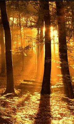 246828 Wallpaper - Download to your mobile from PHONEKY