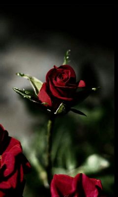 Rose Wallpaper - Download to your mobile from PHONEKY