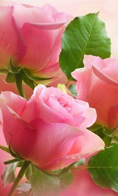 Pink Roses Glow Soft on Live Wallpaper - free download