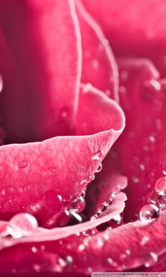 Water Drop On Pink Rose Wallpaper - Download to your mobile from PHONEKY