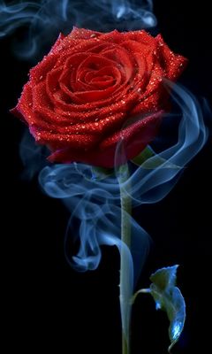 Smoking Rose Wallpaper - Download to your mobile from PHONEKY