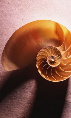 Shell Wallpaper - Download to your mobile from PHONEKY
