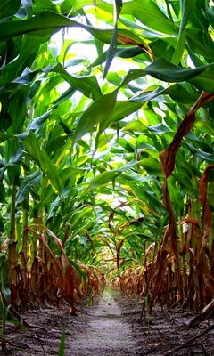 Corn Field Sunset 4K wallpaper download