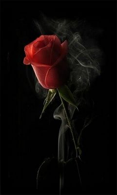 Rose In Darkness Wallpaper - Download to your mobile from PHONEKY