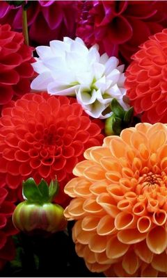 Colorful Dahlia Wallpaper - Download to your mobile from PHONEKY