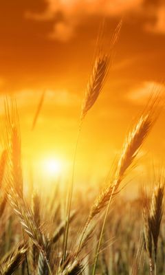 Wheat Wallpaper - Download to your mobile from PHONEKY