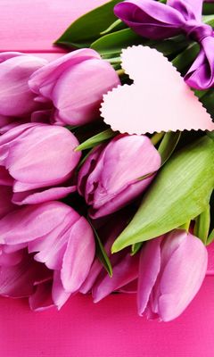紫色郁金香花束是爱壁纸 从phoneky下载到您的手机