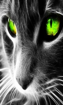 Neon Cat Eye Wallpaper - Download to your mobile from PHONEKY