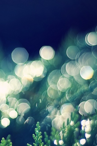 Thuja Occidentalis Bokeh