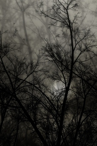 Dark-Forest