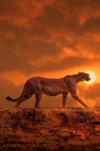 Leopardo cazador