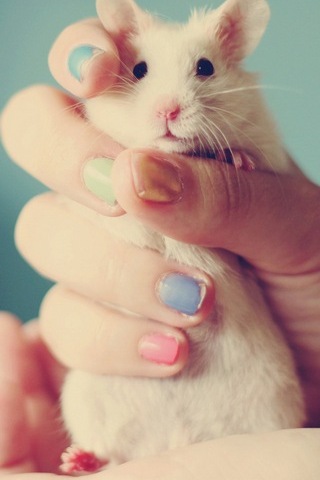Cute Mice
