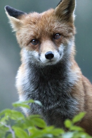 Fox-potret