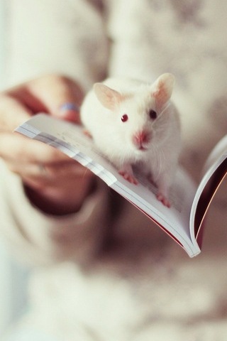 Cute Mice
