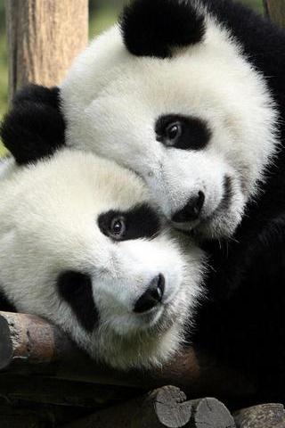 पांडा-प्रेम