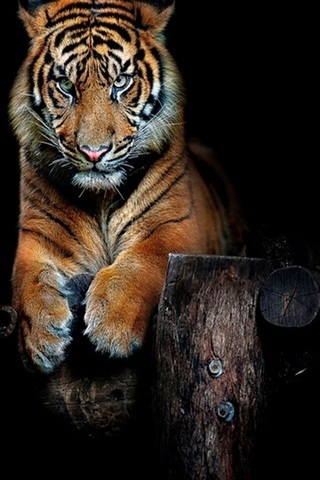 Angry tiger iPhone 5  riWallpaper