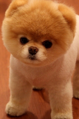 Chó Cute-Pomeranian Ảnh nền - Tải xuống điện thoại di động của bạn ...