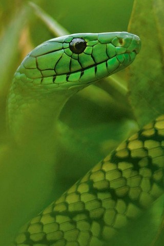 Snake Wallpaper - Download to your mobile from PHONEKY