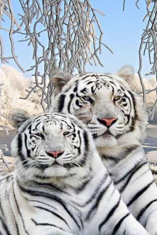 Tiger Couple