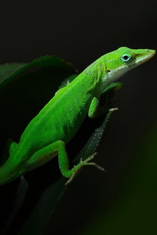 Green-Lizard