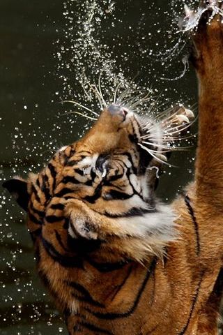 Tigre salvaje