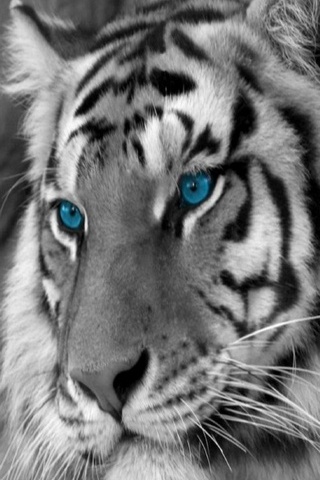 Beautiful Tiger