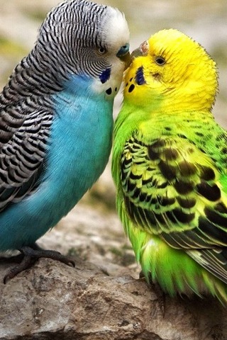 Cute Kiss