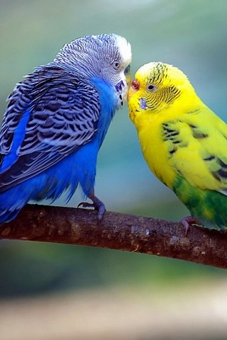 사랑 새