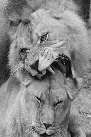 Pasangan Cinta Lions