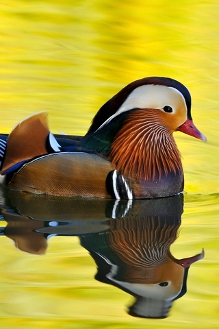 Male Mandarin Duck