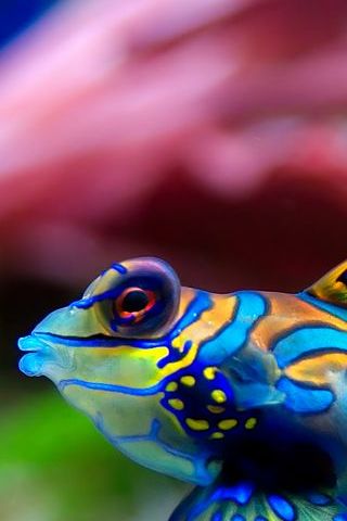 Mandarin Fish