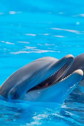 Cute-дельфины