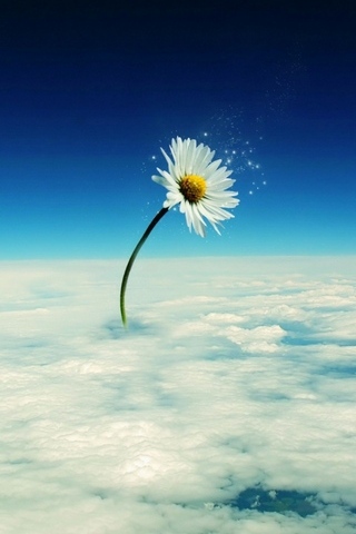 在天空中的花