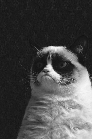 Grumpy Cat