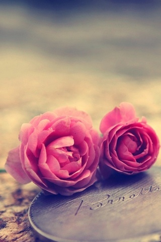 Miniature-Roses