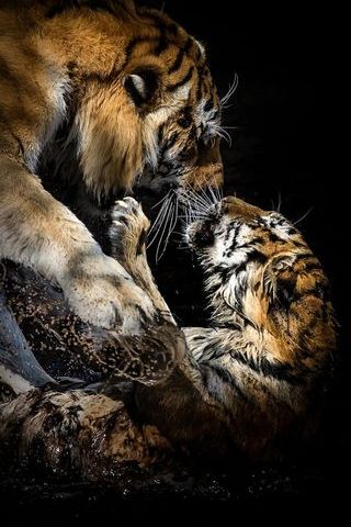 Тигры любовь картинки